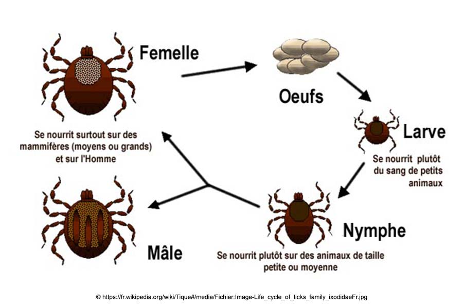 Cycle de la tique