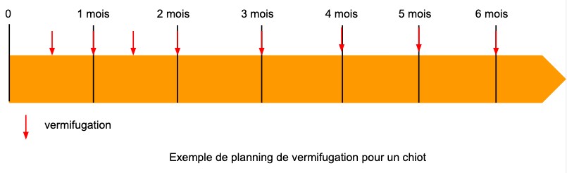 Vermifugation chiot