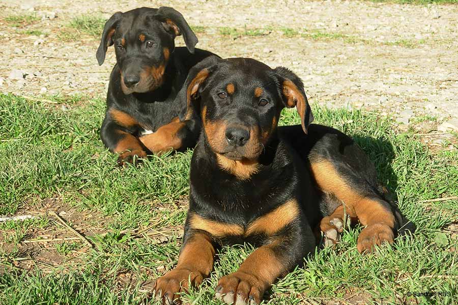 Chiots beaucerons