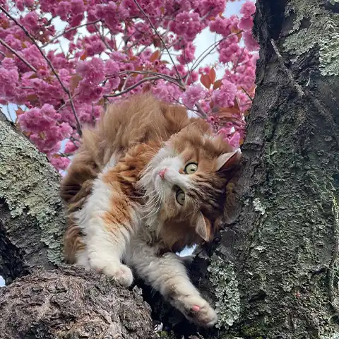 Mascotte vétérinaire Alès