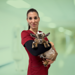 clinique vétérinaire Alès