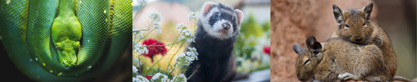 Nouveaux animaux de compagnie alès