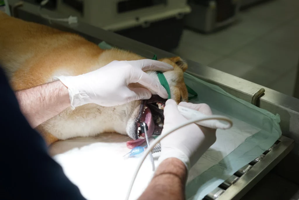 Hygiène bucco dentaire chien et chat clinique AlèsVet