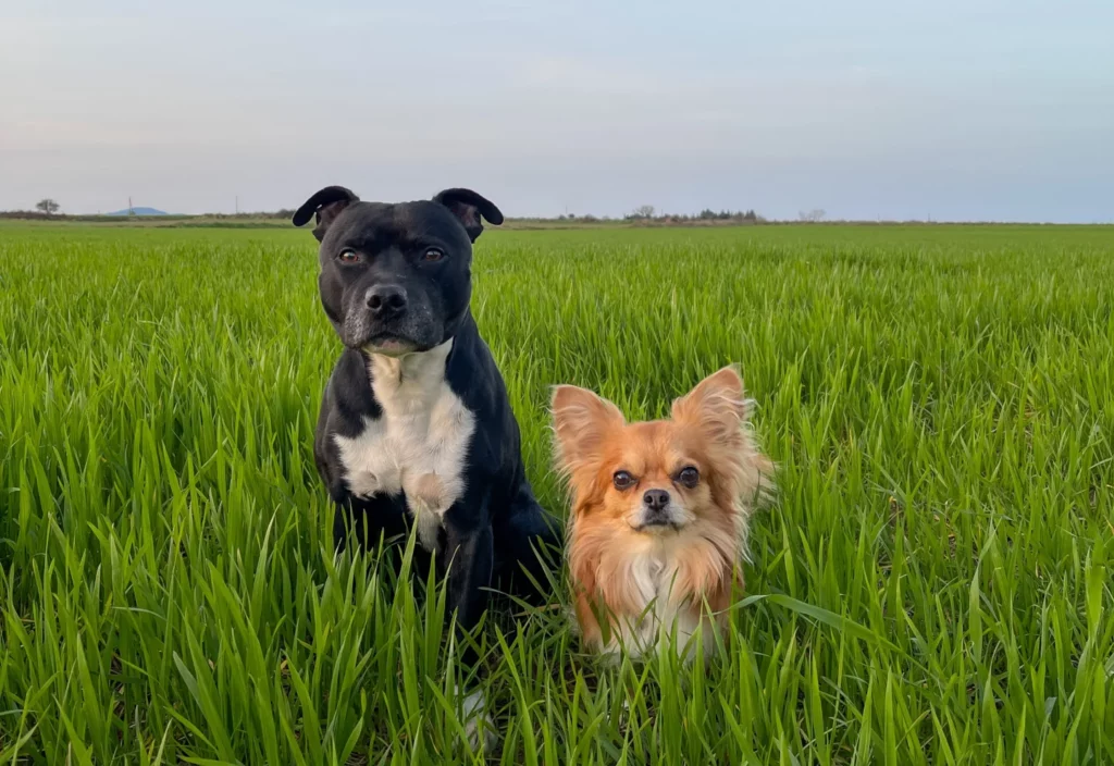 Parasites externes et internes chien chat clinique vétérinaire Alèsvet