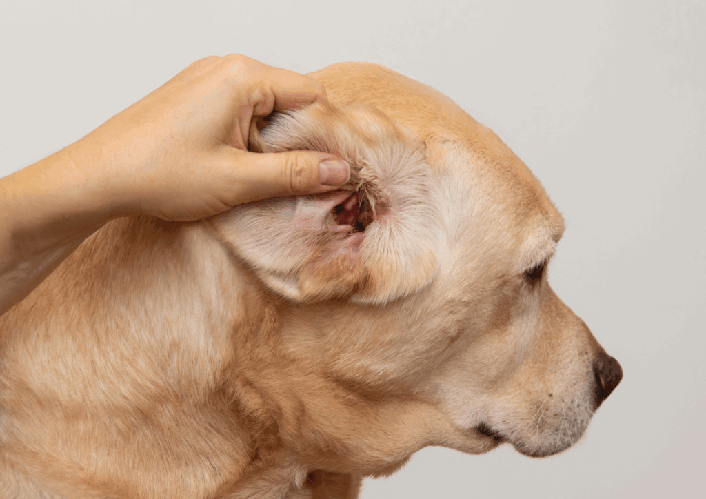Otite chien douleurs oreille alèsvet
