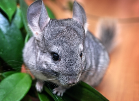 Chinchilla NAC clinique vétérinaire AlèsVet