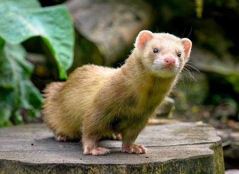 Furet NAC clinique vétérinaire AlèsVet