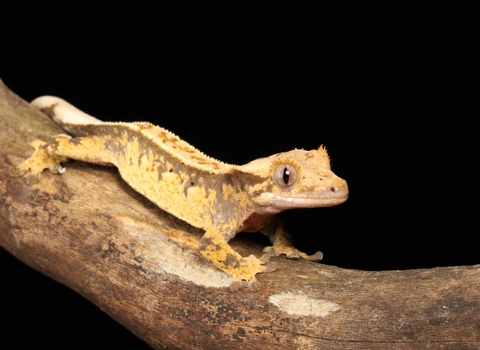 Gecko a crete NAC clinique vétérinaire AlèsVet