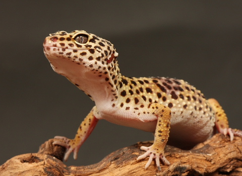 Gecko leopard NAC clinique vétérinaire AlèsVet