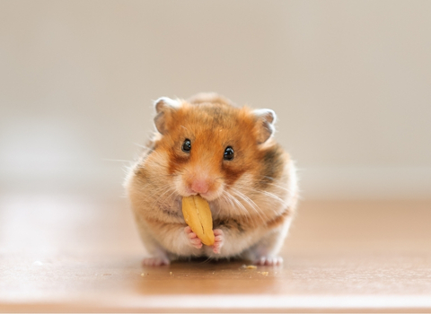 Hamster NAC clinique vétérinaire AlèsVet