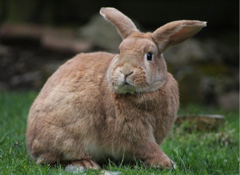 Lapin NAC clinique vétérinaire AlèsVet
