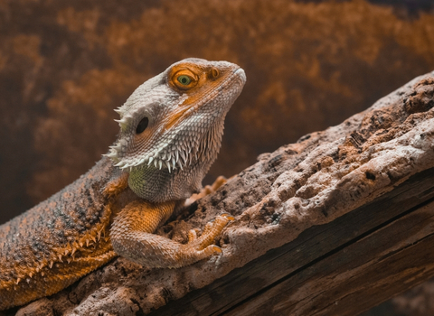 Pogona NAC clinique vétérinaire AlèsVet