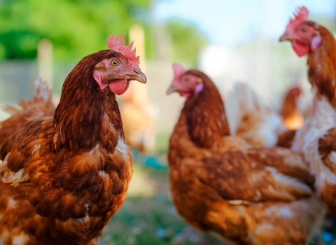 Poule NAC clinique vétérinaire AlèsVet