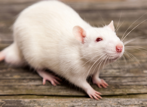 Rat NAC clinique vétérinaire AlèsVet