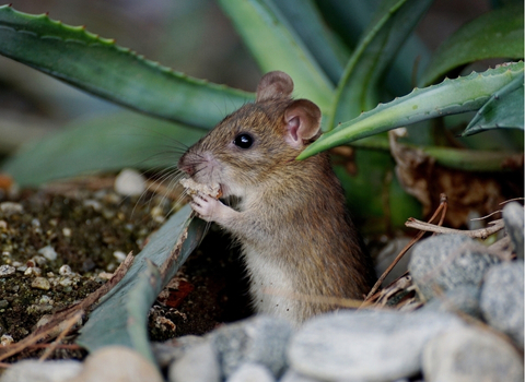 Souris NAC clinique vétérinaire AlèsVet