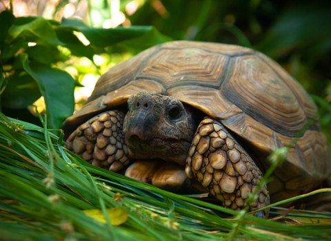Tortue NAC clinique vétérinaire AlèsVet