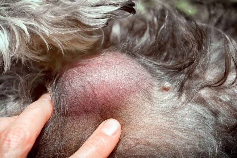 lipome chien alèsvet