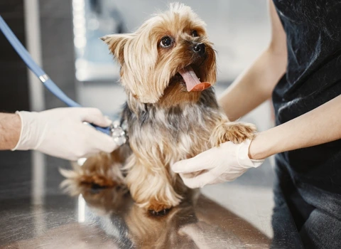 Bilans réguliers AlèsVet, vétérinaire alès