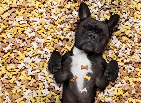 Friandises saines pour chiens et chats clinique vétérinaire alès