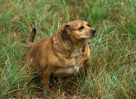 Surpoids chez le chien et le chat