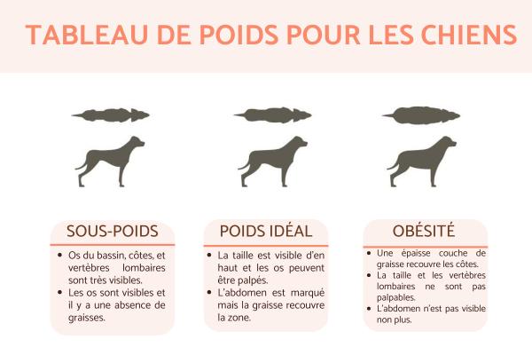 Identifier le surpoids chez votre compagnon