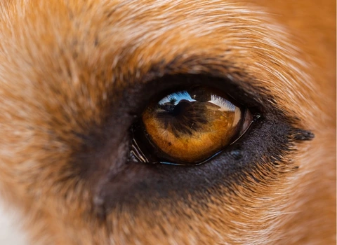 Vision du chien âgé clinique vétérinaire AlèsVet