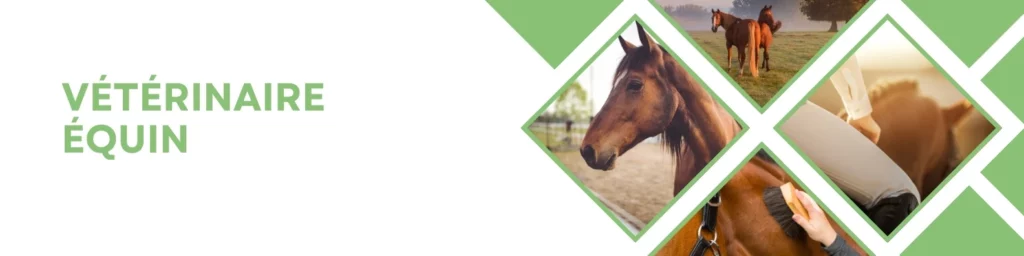 vétérinaire equin alès