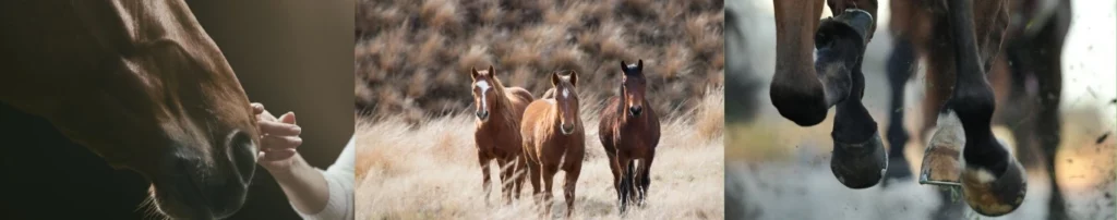 vétérinaire équin alèsvet